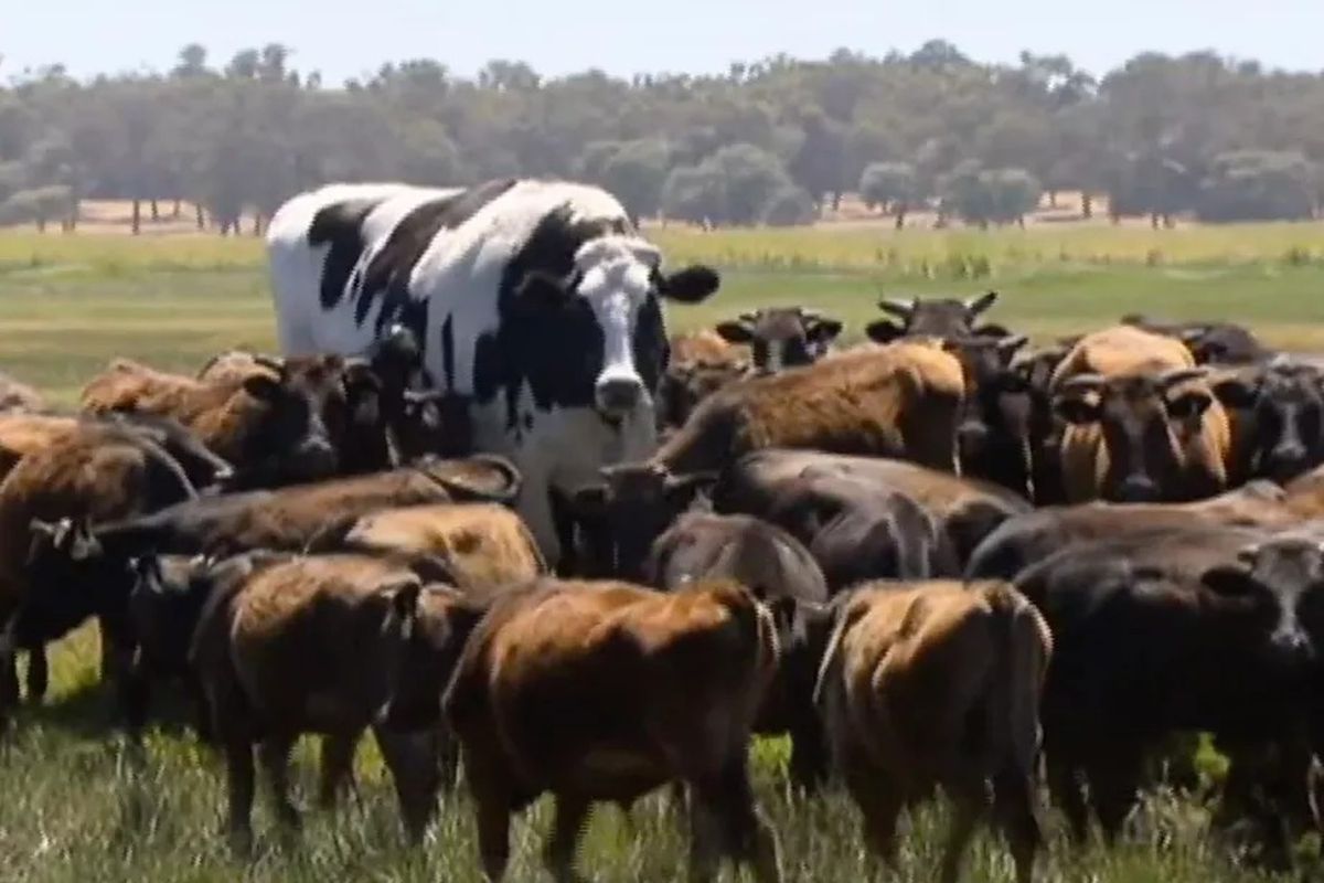 big cow